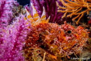 Scorpaena scrofa & Paramuricea clavata, night dive by Marco Gargiulo 